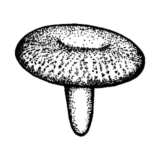 MUSHROOMSOUND.HK